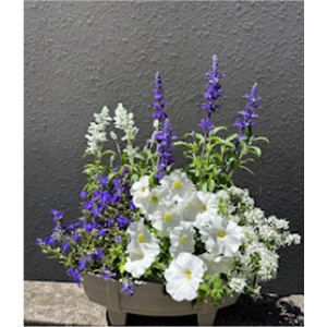 涼しげな夏の寄せ植えイメージ